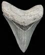 Glossy, Serrated, Megalodon Tooth - Georgia #55687-1
